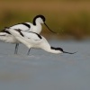 Tenkozobec opacny - Recurvirostra avosetta - Pied Avocet 0755